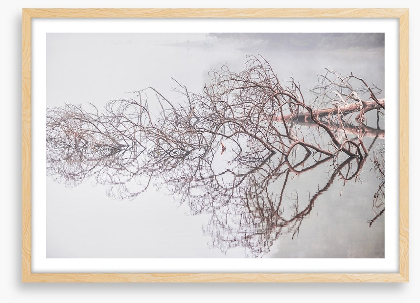 Fallen tree