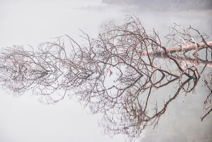Fallen tree