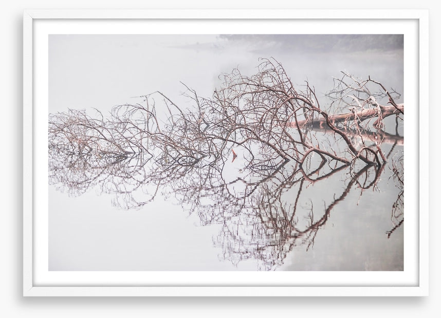 Fallen tree