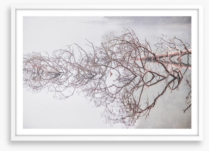 Fallen tree