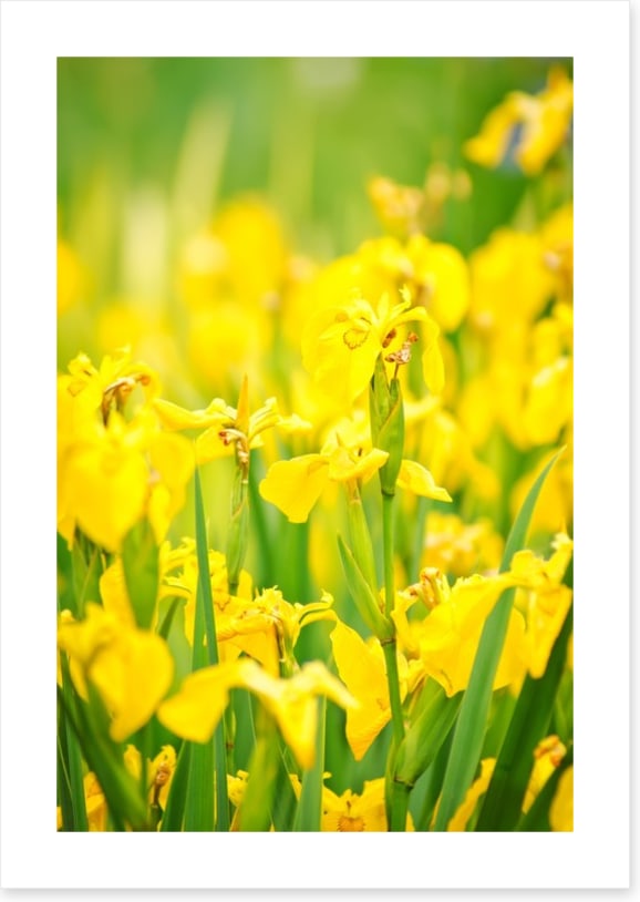 Yellow flags