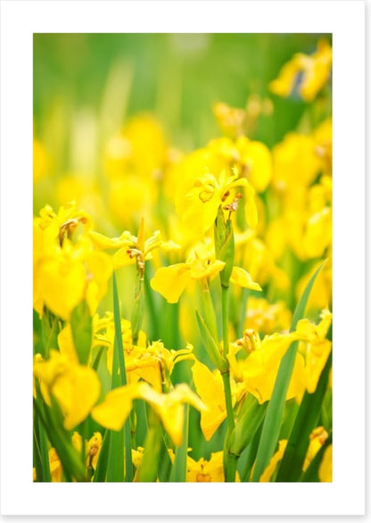 Yellow flags
