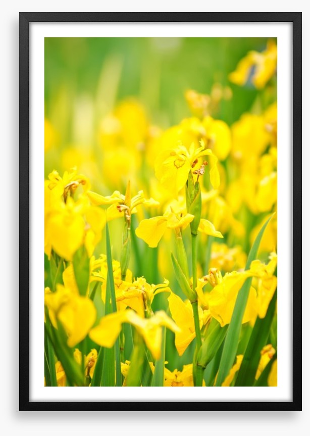 Yellow flags