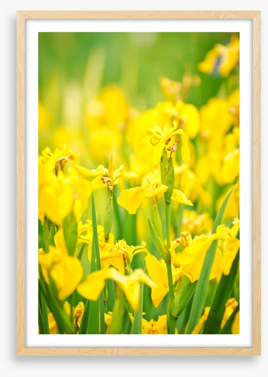 Yellow flags