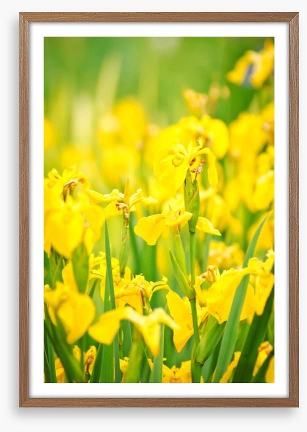 Yellow flags