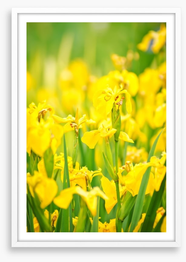 Yellow flags