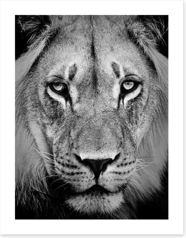 The sad lion