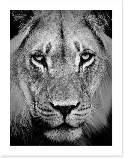 The sad lion