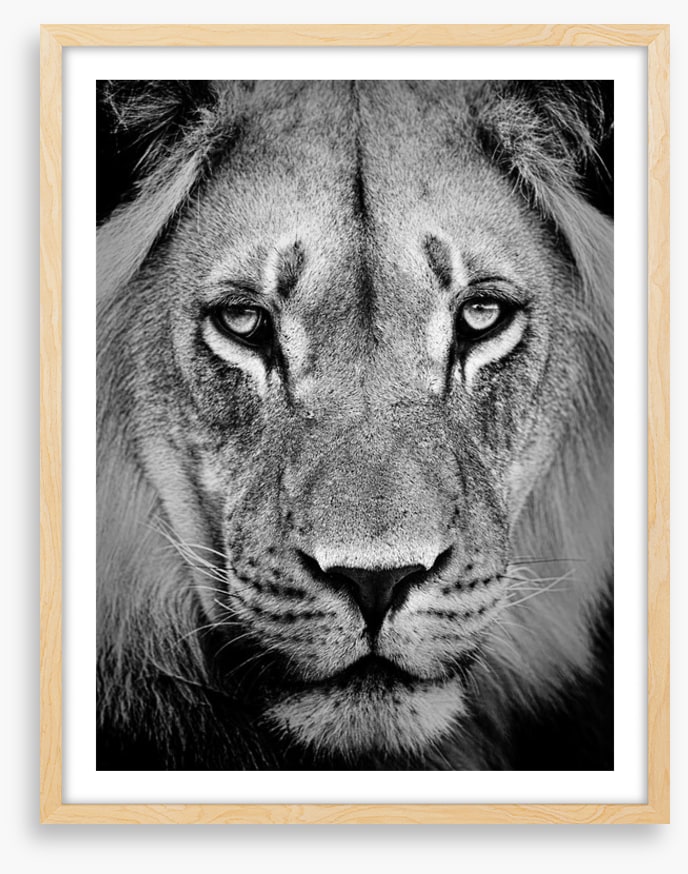 The sad lion
