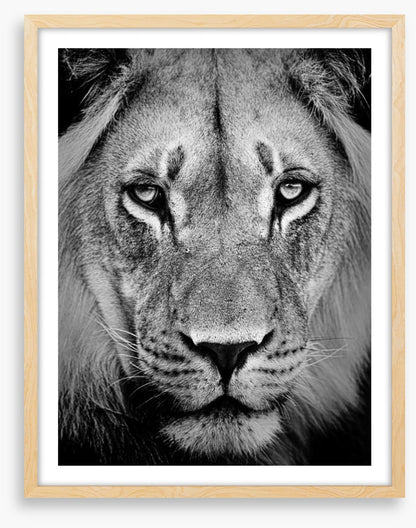 The sad lion