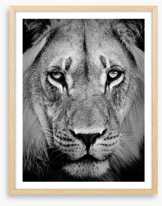 The sad lion