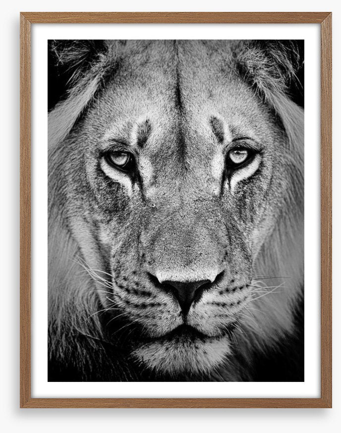 The sad lion