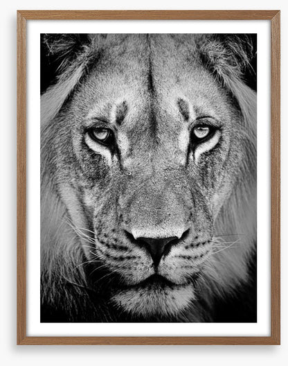 The sad lion