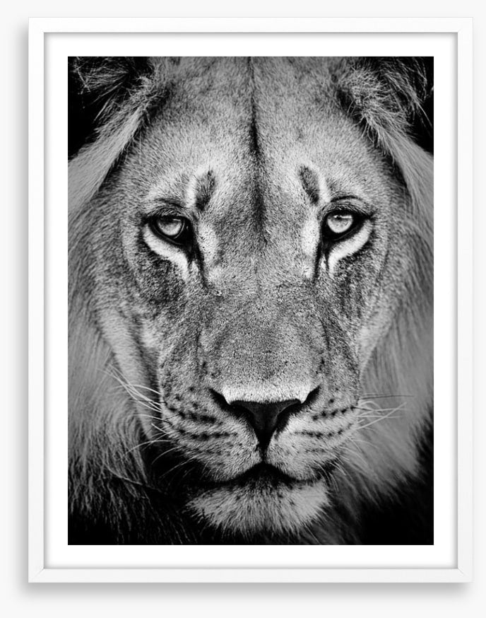 The sad lion