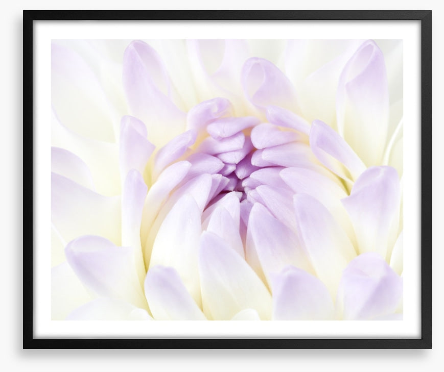 Darling dahlia