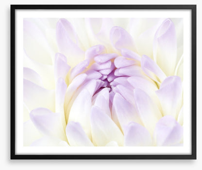 Darling dahlia