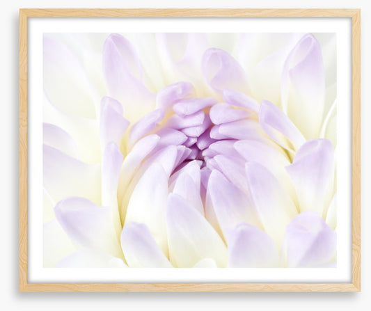 Darling dahlia