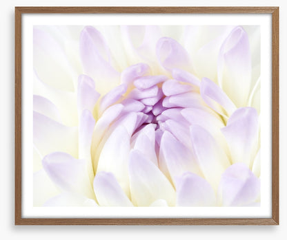 Darling dahlia