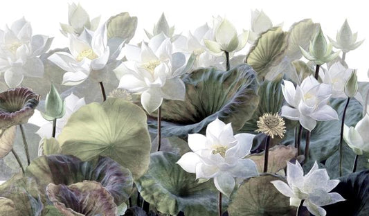 Lost in the lotus