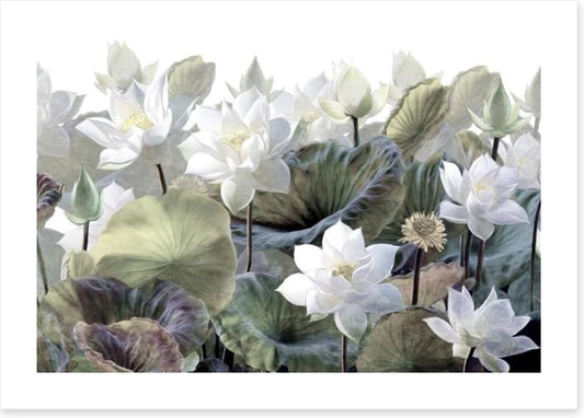 Lost in the lotus