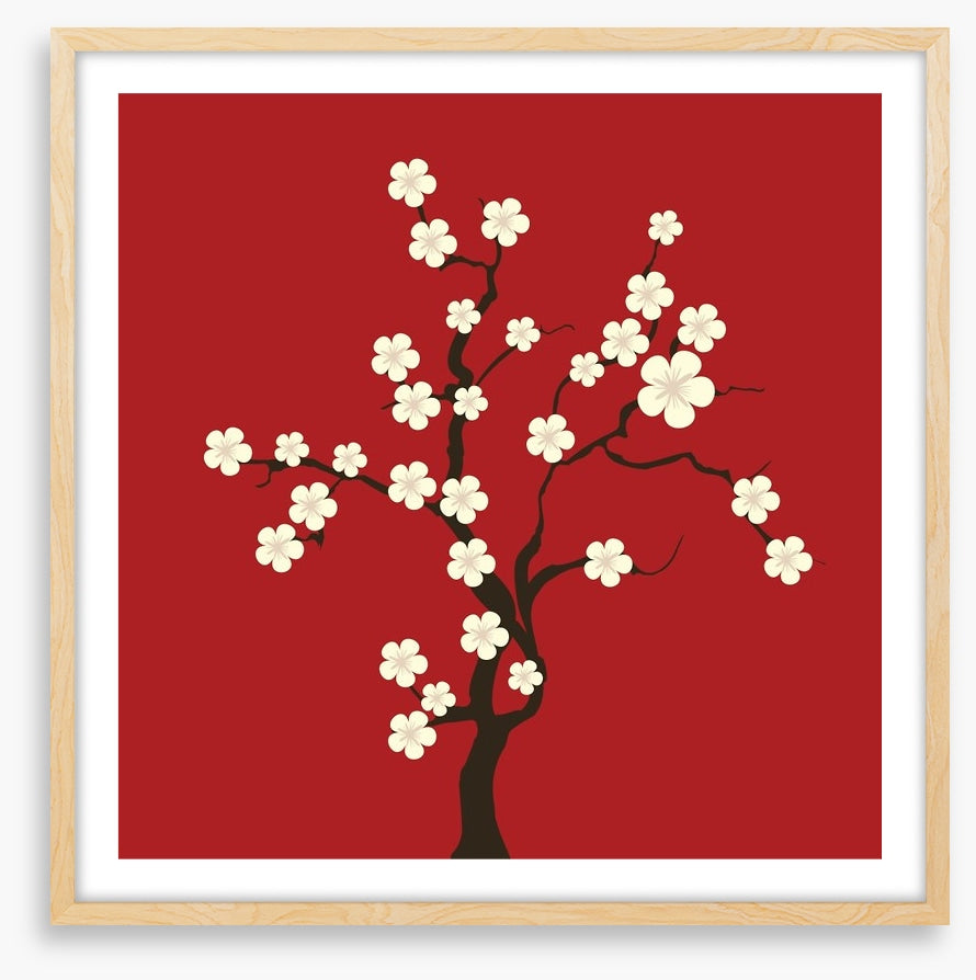 Cherry blossom
