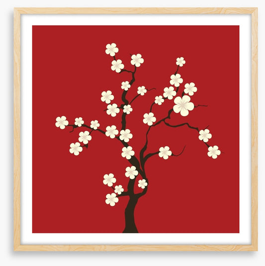 Cherry blossom
