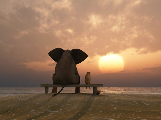 Together watching the sunset