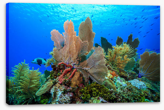 Underwater