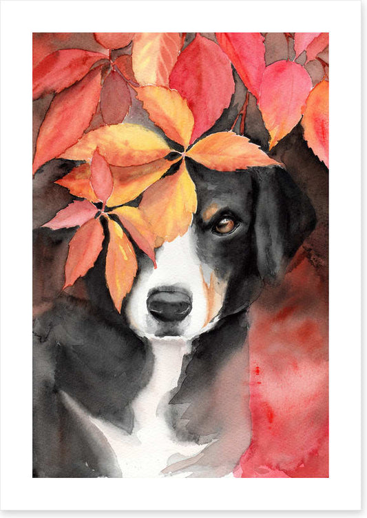 Maple the beagle
