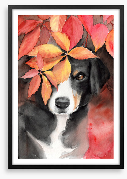 Maple the beagle