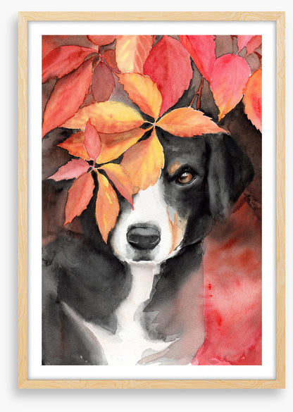 Maple the beagle