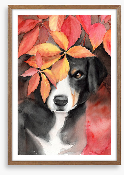 Maple the beagle