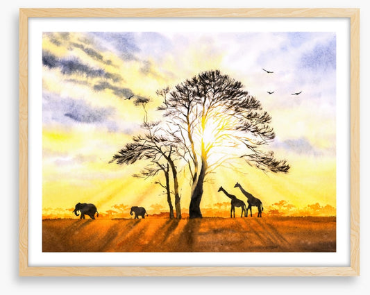 Sunbeam safari