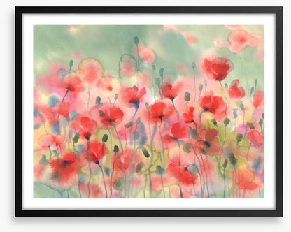 Poppies in the rain