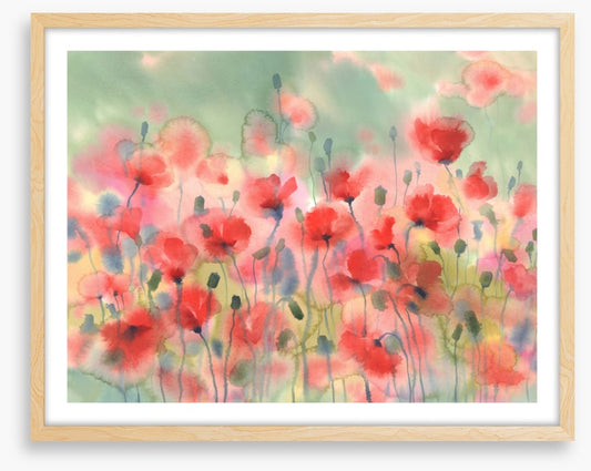 Poppies in the rain