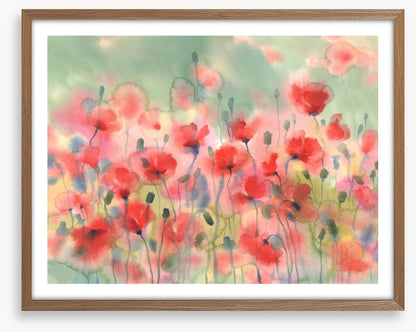 Poppies in the rain