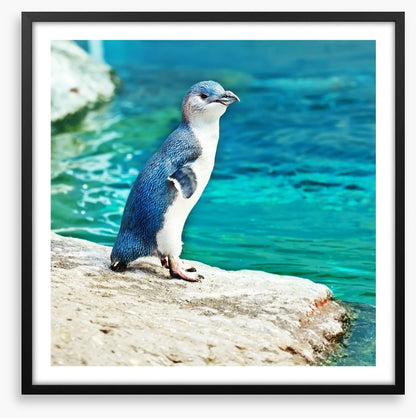Little penguin blue