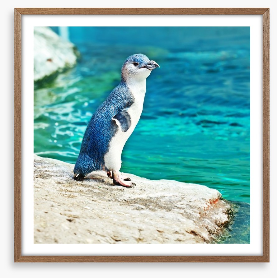 Little penguin blue