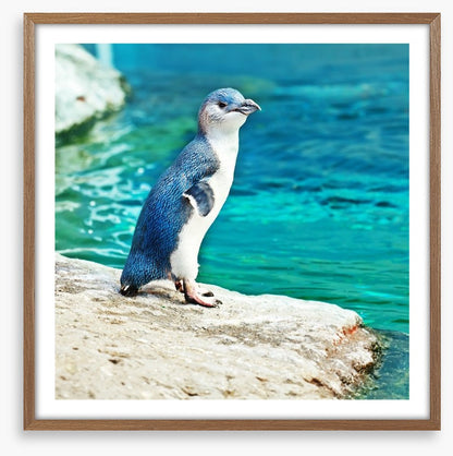 Little penguin blue