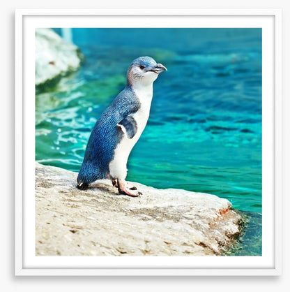 Little penguin blue