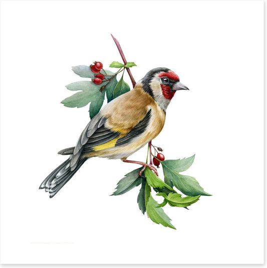 Birds