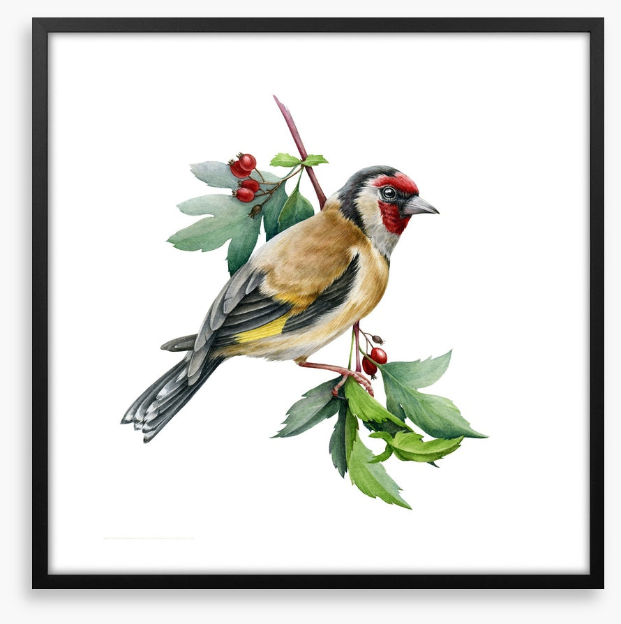 Birds
