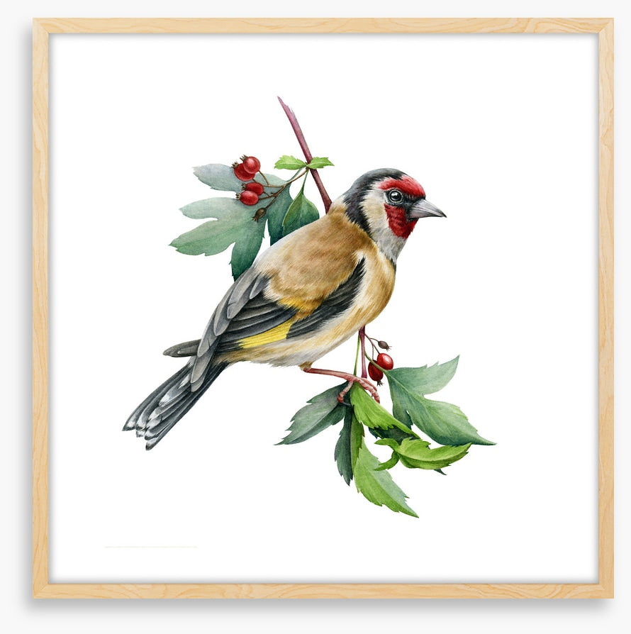 Birds