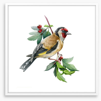 Birds