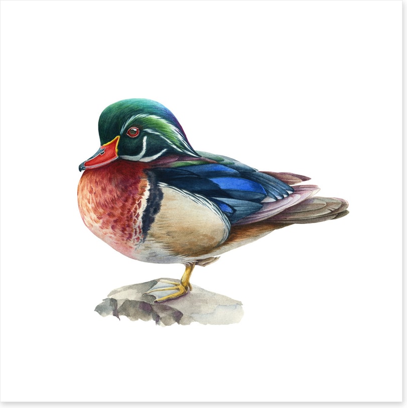 Birds