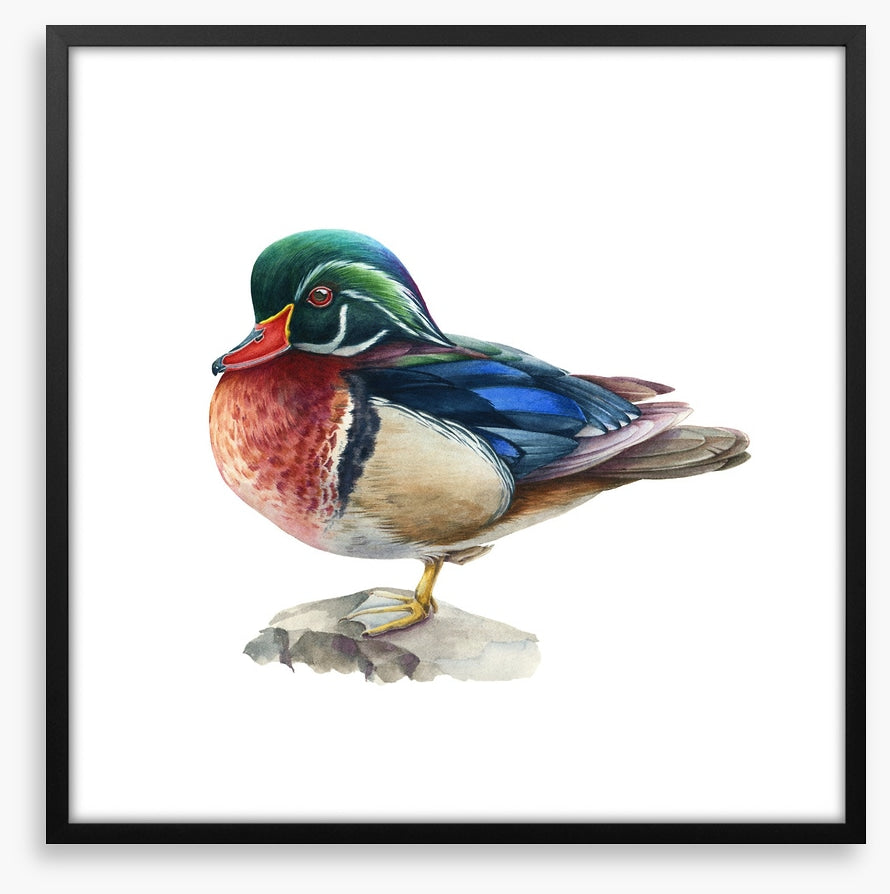 Birds