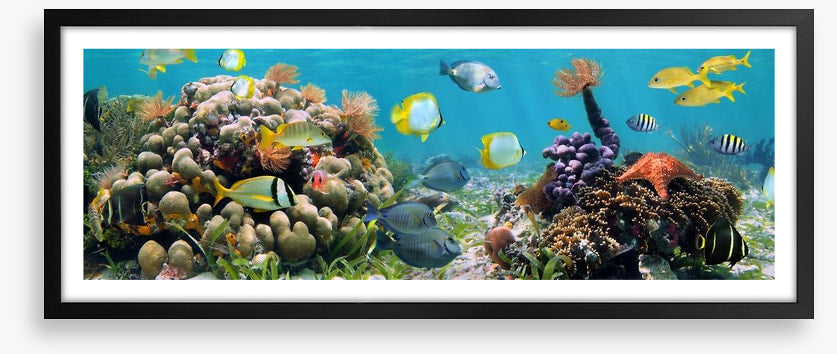 Caribbean coral panorama