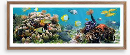 Caribbean coral panorama