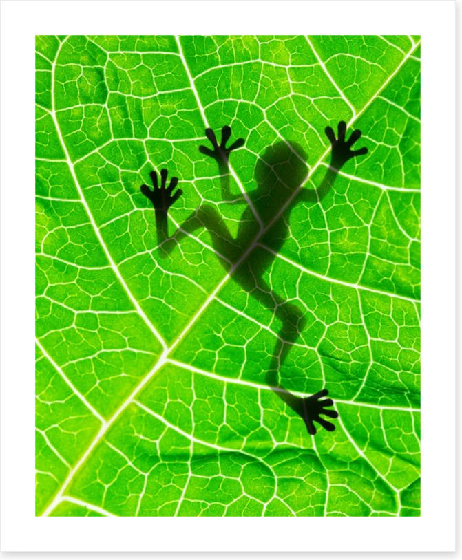 Frog on the leaf