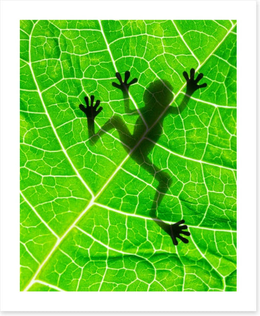 Frog on the leaf